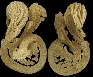 Image: OPT images depicting two views of the embryonic stomach, intestine, and pancreas of a mouse. The newly developed algorithms presented in IEEE Transactions on Medical Imaging allow OPT imaging of biomedical preparations in great detail. The study was performed in collaboration with researchers at the Centre for Genomic Regulation in Barcelona, Spain, as well as the Department of Computer Science at Umeå University and Umeå Center for Molecular Medicine (UCMM). The two images depict the same preparation; the image on the right is rotated 180 degrees (Photo courtesy of Prof. Ulf Ahlgren et al. Umeå Center for Molecular Medicine).